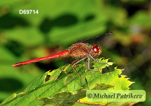 Autumn Meadowhawk (Sympetrum vicinum)